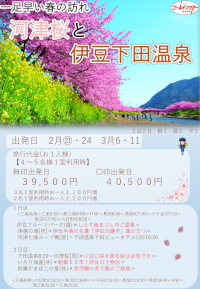 伊豆下田温泉と河津桜まつり
