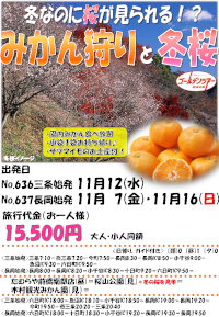 みかん狩りと冬桜