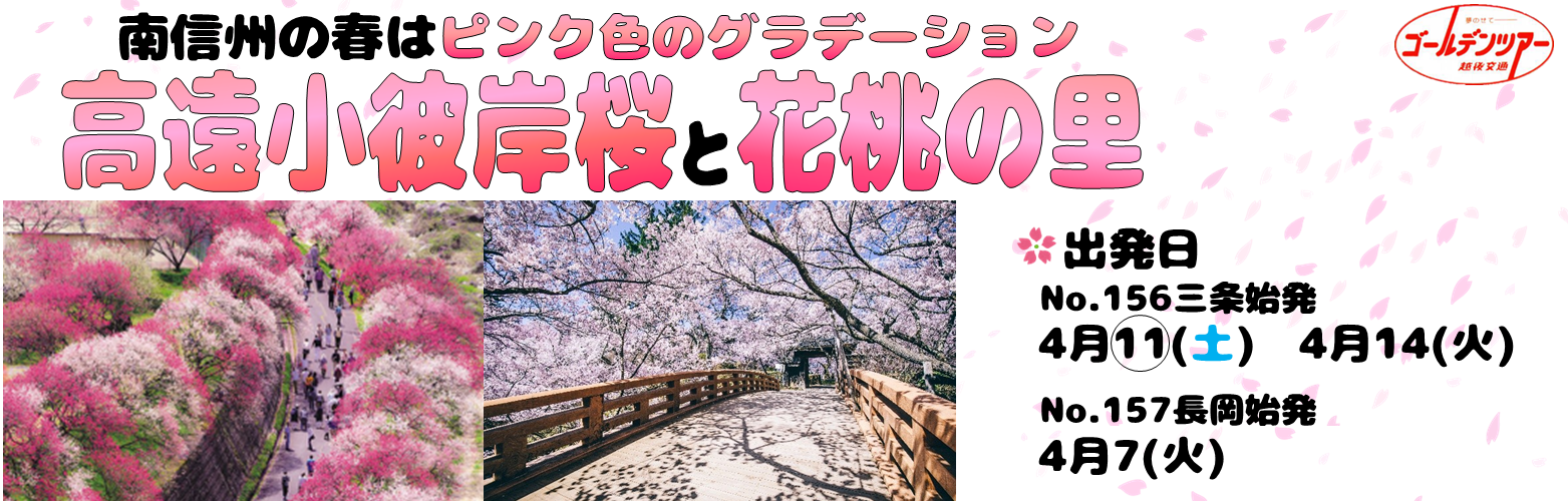 高遠小彼岸桜 高遠小彼岸桜